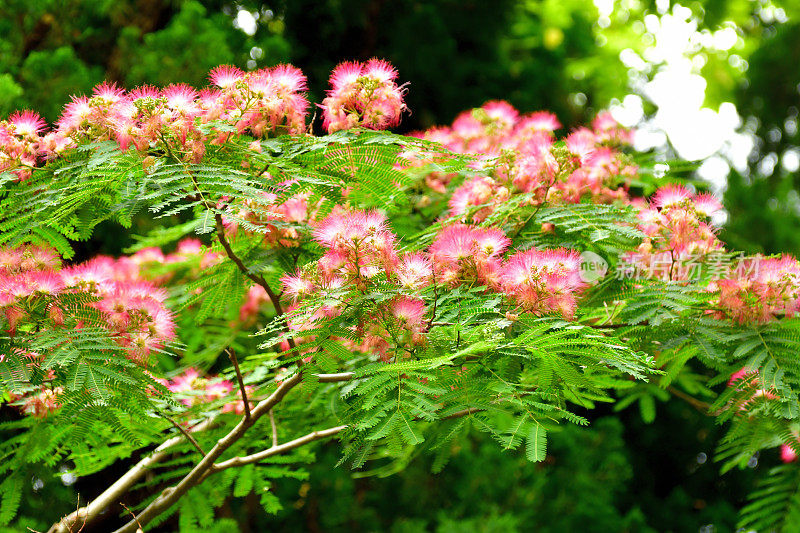 合欢花/蚕丝树花